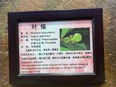 -上海大自然野生昆虫馆(东方明珠·爬宠昆虫探索中心)