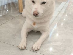 -柴犬小屋·柴餐厅·狗咖食堂(金鼎广场店)