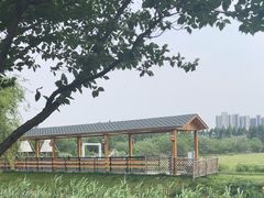 -长田漾湿地公园