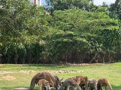 -泉州海丝野生动物世界