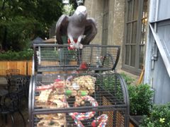 -more than meow吴止猫主题餐厅(承德 中船汇店)