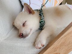 -柴犬小屋·柴餐厅·狗咖食堂(金鼎广场店)