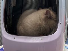 -伟伟宠物医院·CT影像中心·瑞派犬猫综合性门诊(汉口总院)