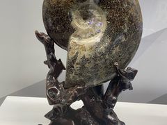 -贝壳王国博物馆