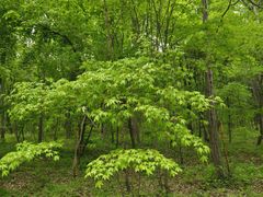-黑龙江省龙凤山风景名胜区