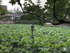 -嘉定紫藤园