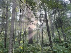 -五营红松林海景区