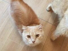 -唐小姐の私宠·宠物洗护美容·撸猫馆·购宠(周浦万达旗舰店)