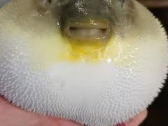 -肆月河豚·新淮扬(金融街店)