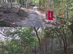 -上海佘山国家森林公园天马山园