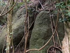 -海南霸王岭国家森林公园