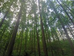 -东平国家森林公园