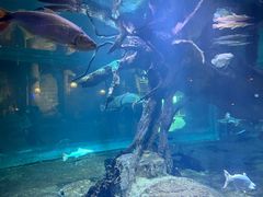 -华夏文旅海洋公园
