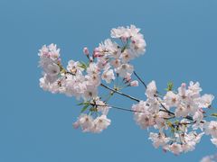-顾村公园