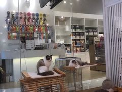 -momokira米努特·德文卷毛猫·棉花面纱犬