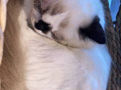 -喵喵咪呀布偶猫咖(春熙路店)
