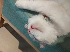 -藏猫猫咖啡主题馆(中央大道店)