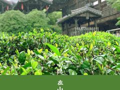 -大唐贡茶院