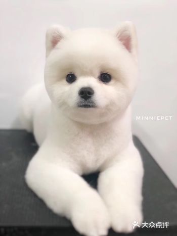 剪毛真的剪的很好 很有耐心 每次修毛完都要拍照给我们