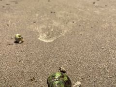 -贝壳沙滩