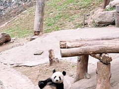 -都江堰中华大熊猫苑