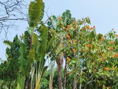 -深圳国际园林花卉博览园