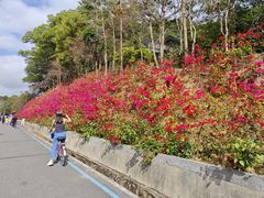 -红花湖景区