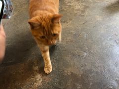 -喵屿·大理花园猫咖