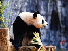 -红山森林动物园