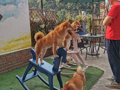 -柴犬高等学院·狗咖·柴犬售卖·宠物训练