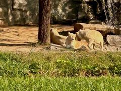 -北京野生动物园