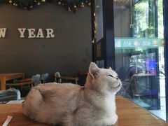 -猫小院猫主题咖啡厅(北锣店)