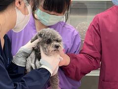 -北京观赏动物医院·24小时大型综合·猫专科·异宠专科