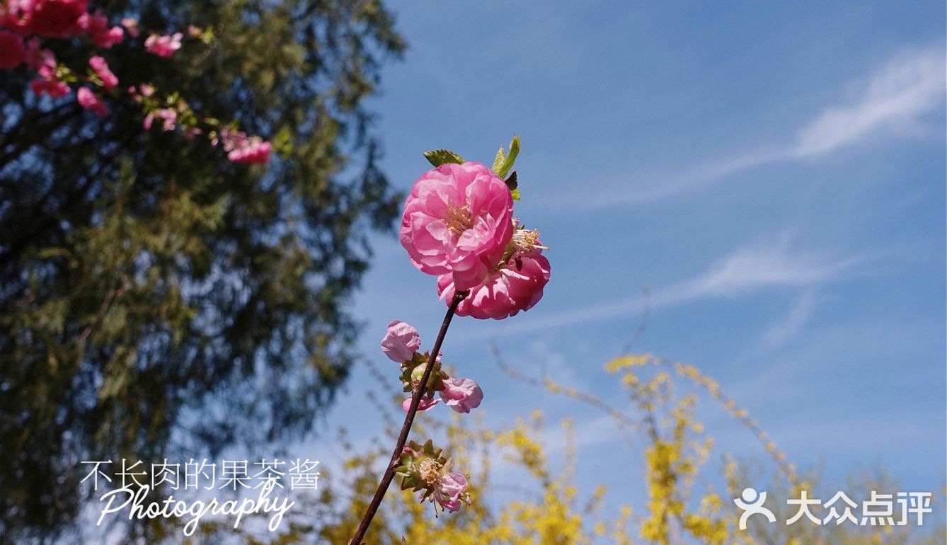 果茶春游 | 天坛的四月：花都开好了🌸