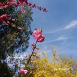 果茶春游 | 天坛的四月：花都开好了🌸