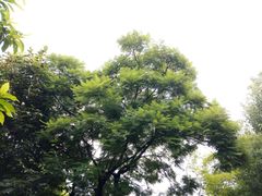 -重庆彩云湖湿地公园