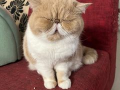 -北京观赏动物医院·24小时大型综合·猫专科·异宠专科