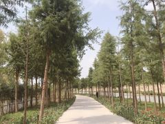 -合肥滨湖国家森林公园