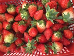 -聚缘草莓瓜果采摘基地(堵家村2店)