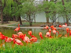 -石家庄市动物园