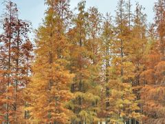 -白鹭湾湿地公园