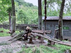 -都江堰中华大熊猫苑