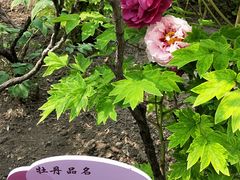 -成都驻京办餐厅(蜀都宾馆店)