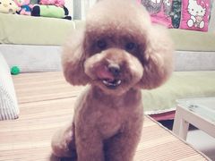 -翊宠yipet猫狗购宠庄园犬舍•猫舍