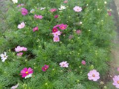 -紫颐香薰山谷景区