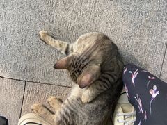 -西园寺素食(西园弄戒幢律寺店)