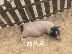 -董永七仙女文化园