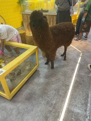 -神奇动物撸宠馆·羊驼·小浣熊·异宠(豫园店)