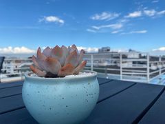 -蜜舍咖啡(洋人街店)