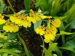 -深圳仙湖植物园